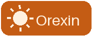 Orexin — wakefulness neuropeptide science by Panacea Bio Chem