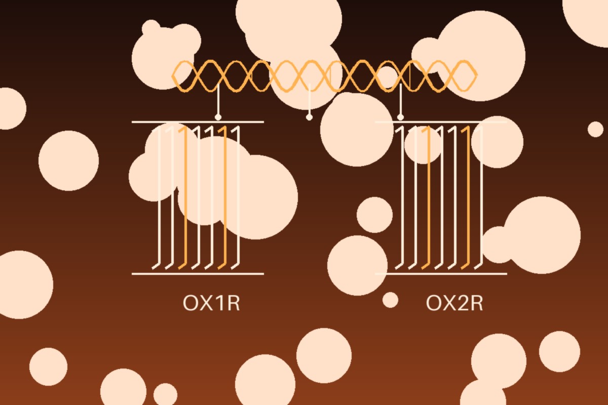 OX1R and OX2R orexin receptors with a peptide agonist docking concept — Panacea Bio Chem
